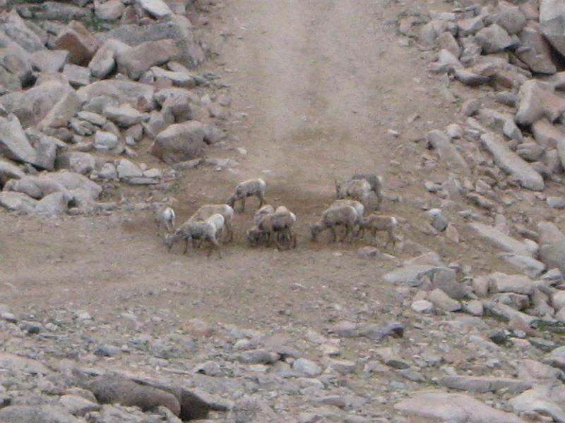 Mt Evans 054.JPG